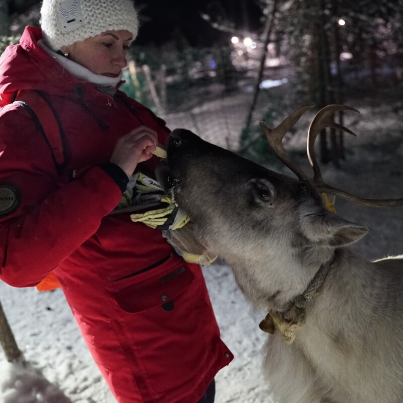 ТУР «В ГОСТИ К СААМИ». Катание на оленях.