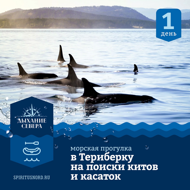 Однодневный тур в Териберку. Морская прогулка в поисках китов и касаток