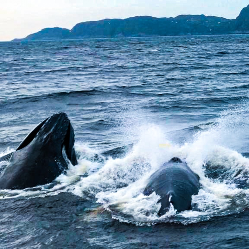 ДЫХАНИЕ СЕВЕРНОГО МОРЯ
